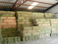 Bales of hay in the Hay USA hay barn